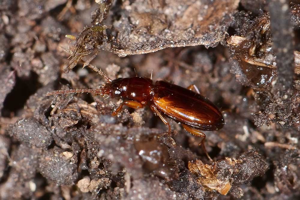 Trechus quadristriatus  (Carabidae)